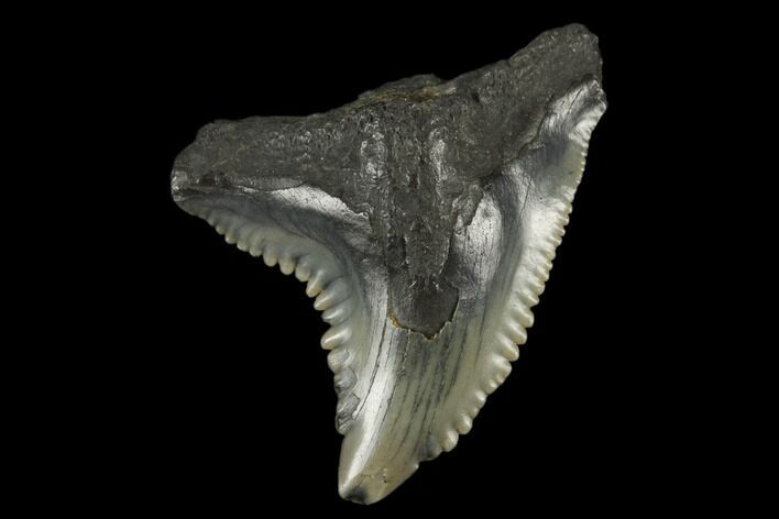 Snaggletooth Shark (Hemipristis) Tooth - Aurora, NC #180162